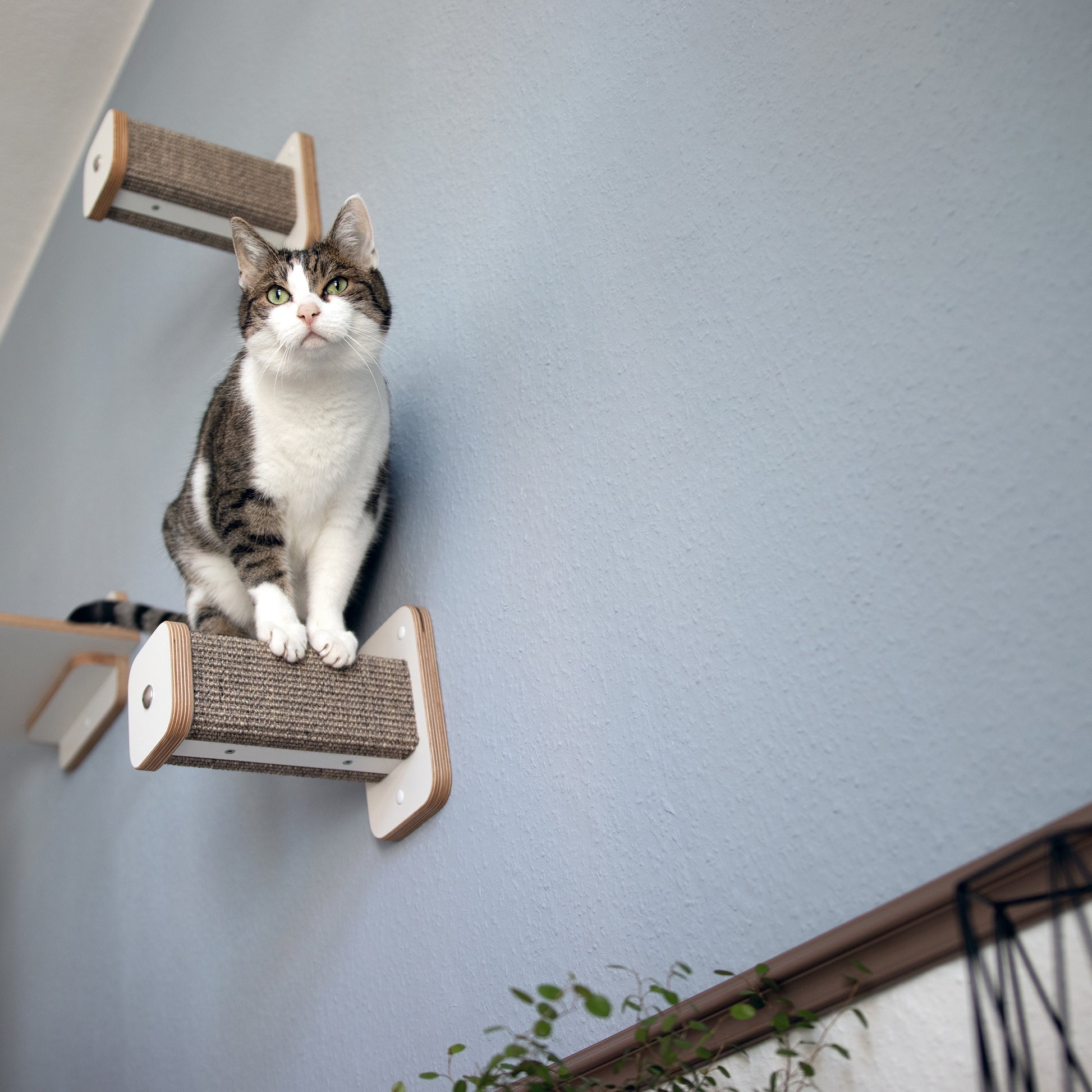 Eine getigerte Katze sitzt absprungbereit auf einem Hüpfstamm. Der Sisal der Kletterstufe ist grau-braun.